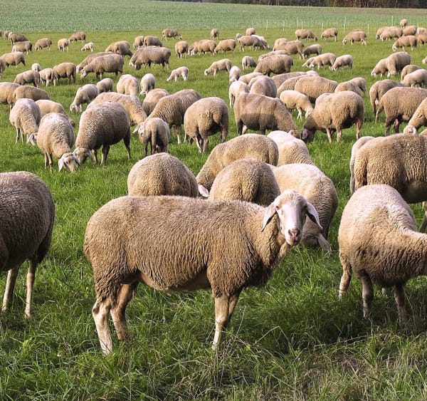 Assemblea con gli allevatori in Calabria. Lingua Blu, BRC e TBC, chiesto incontro alla Regione.