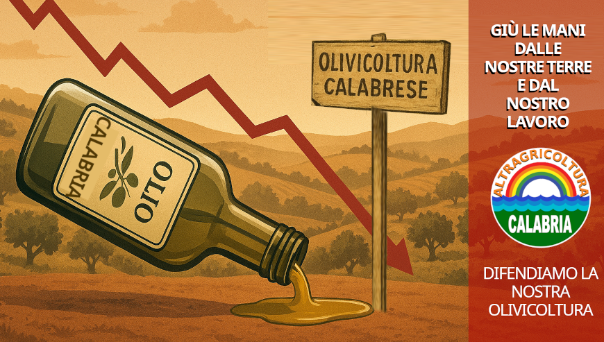 IL GRIDO DELLA TERRA CALABRESE: L’OLIO EXTRAVERGINE TRADITO E ABBANDONATO