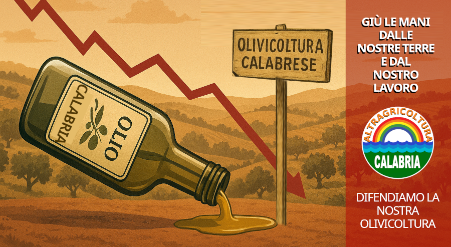IL GRIDO DELLA TERRA CALABRESE: L'OLIO EXTRAVERGINE TRADITO E ABBANDONATO crisi-olivicoltura-calabrese_web